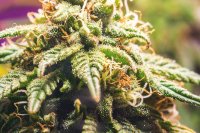 Genetics in Cannabis: Similarities and differences to conventional crops